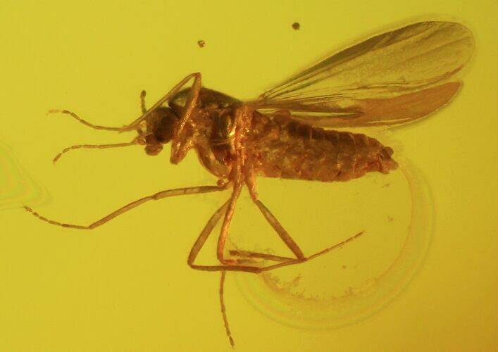 Fossil Fly (Diptera) In Baltic Amber #58044